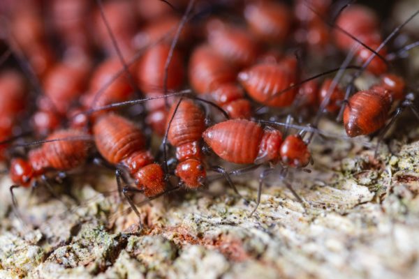 The Best Termite Treatment Options For Your Home